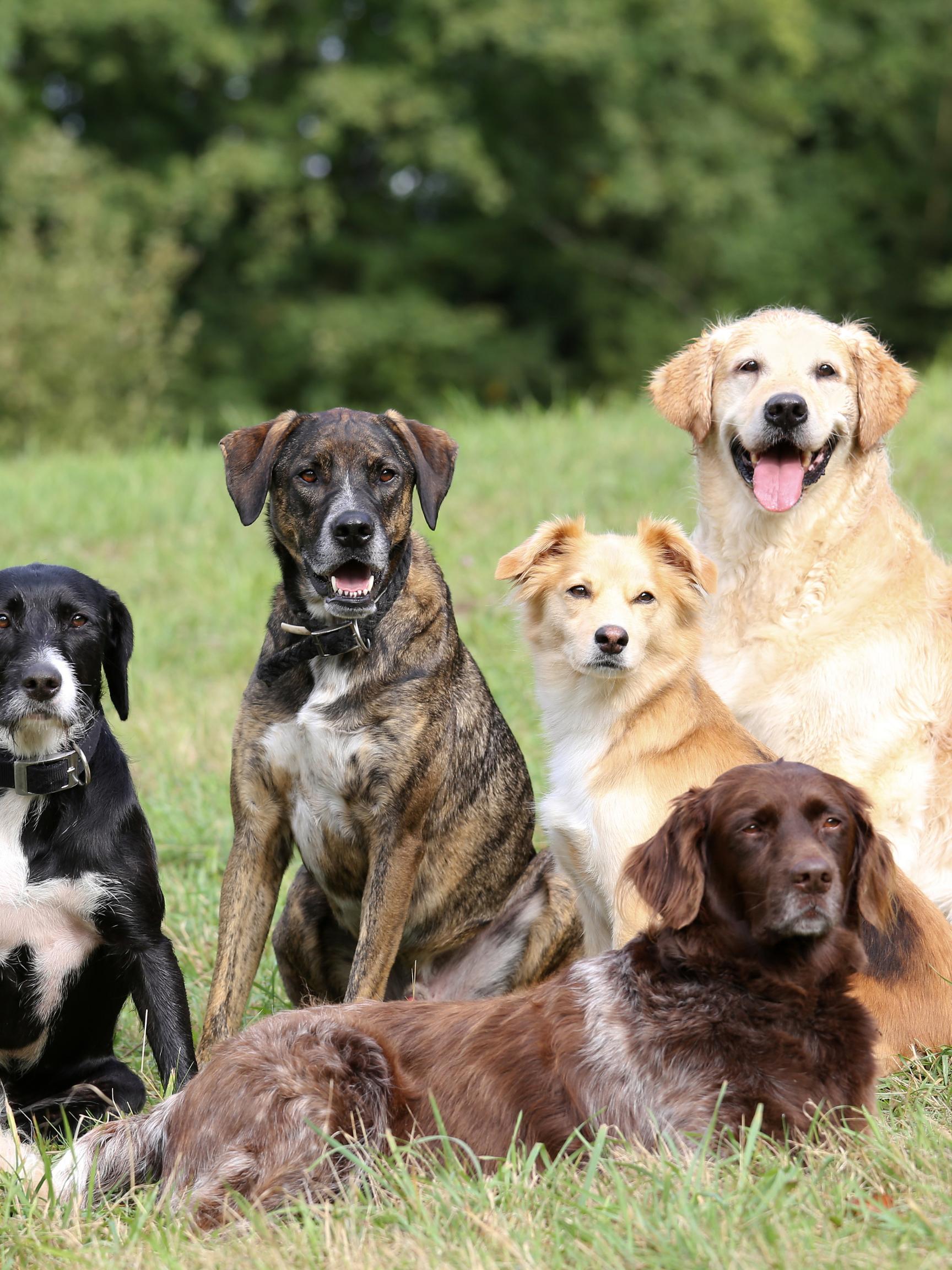 fresh dog meals canada 