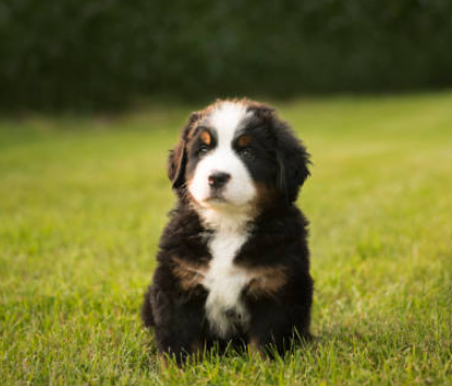 Large Breed Puppy Food