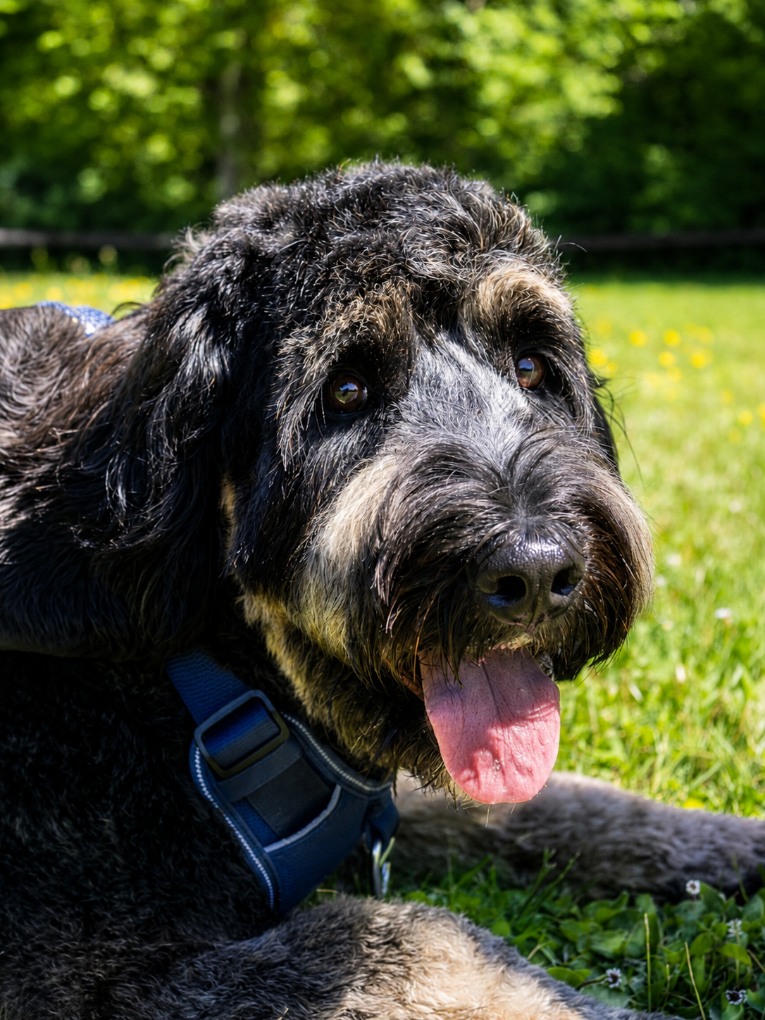 Mia, Woofing's Bernedoodle Chief Dog Officer, enjoying fresh, gently cooked dog meals and meal toppers in Vancouver.